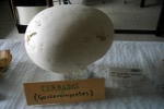 Lycoperdon maximum