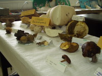 exposici�n de setas