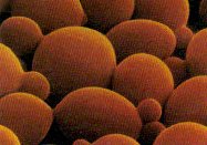 Levadura do x�nero Saccharomyces