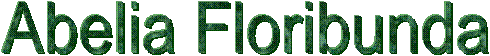 Abelia Floribunda