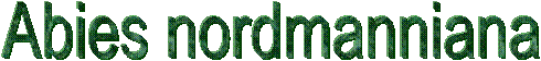 Abies nordmanniana