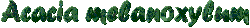 Acacia melanoxylum