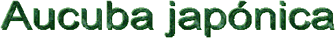 Aucuba jap�nica