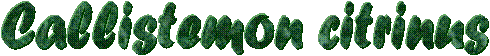 Callistemon citrinus