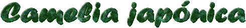 Camelia jap�nica