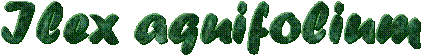 Ilex aquifolium