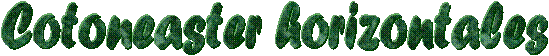 Cotoneaster horizontales