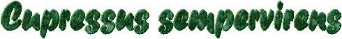 Cupressus sempervirens