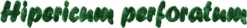 Hipericum perforatum