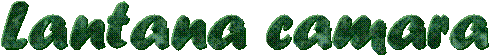 Lantana camara