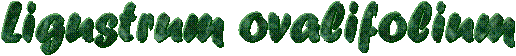 Ligustrum ovalifolium