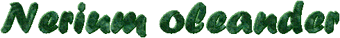 Nerium oleander