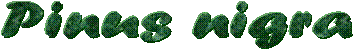 Pinus nigra