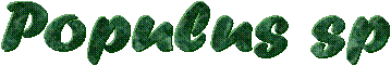 Populus sp