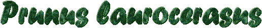 Prunus laurocerasus