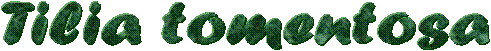 Tilia tomentosa