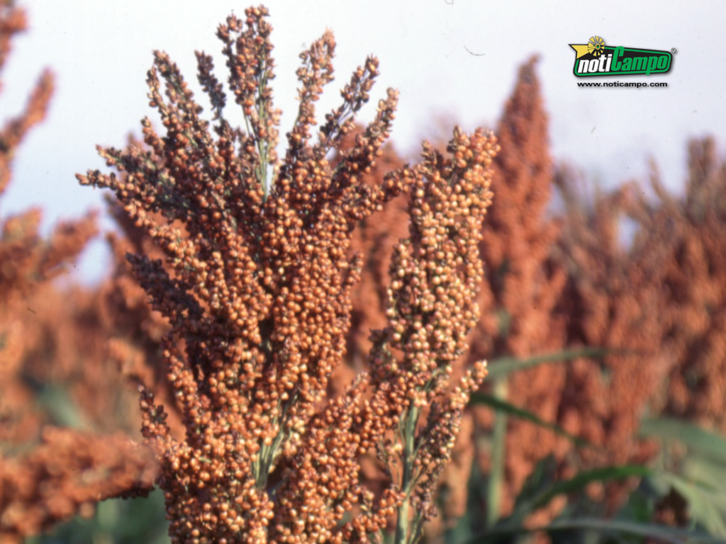 sorgo