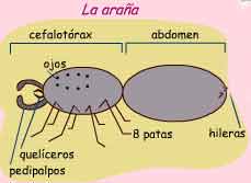 En este esquema est&aacute; dibujada una ara&ntilde;a y hay unas llaves y flechas que se&ntilde;alan a cada parte. 