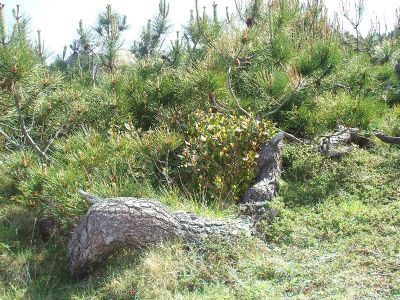 Preme para ver a foto ampliada