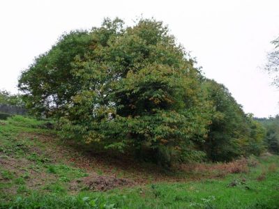 Preme para ver a foto ampliada