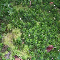 Pincha na imaxe para ampliar