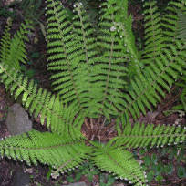 Pincha na i?????	�:???maxe para ampliar