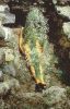 Silueta_ana_mendieta.jpg