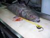 pesca_13.jpg