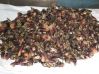 percebes.JPG